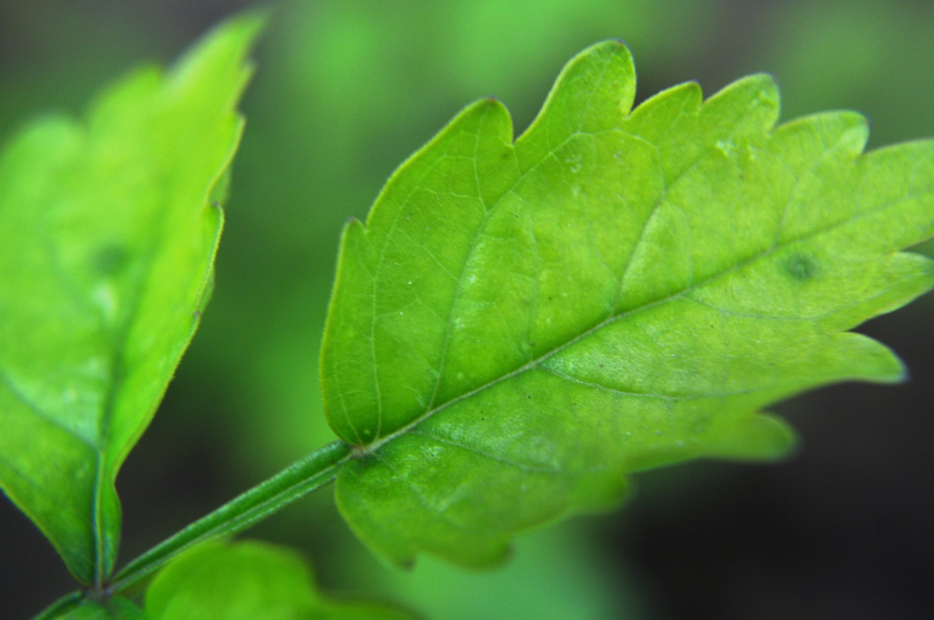 leaves branch tree free photo