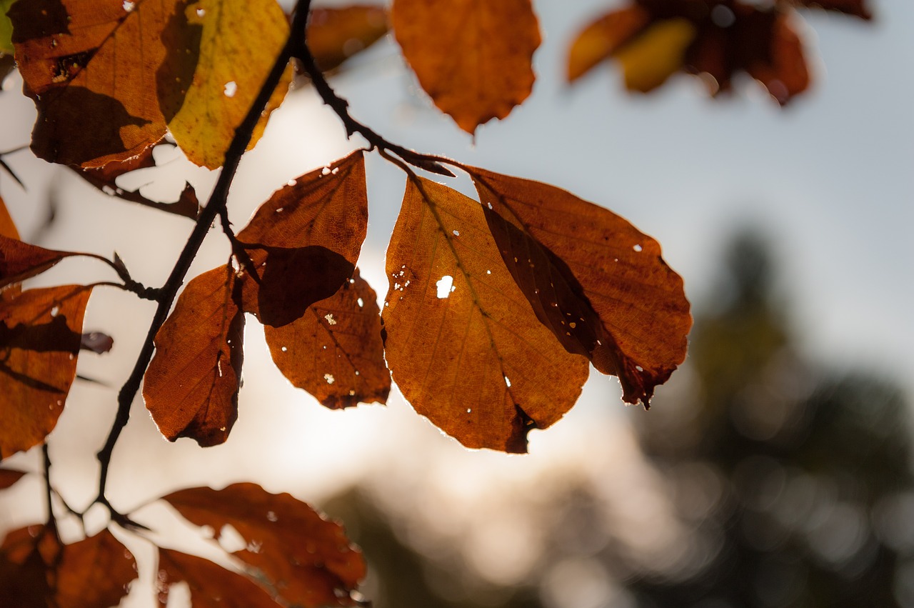 leaves sun autumn free photo