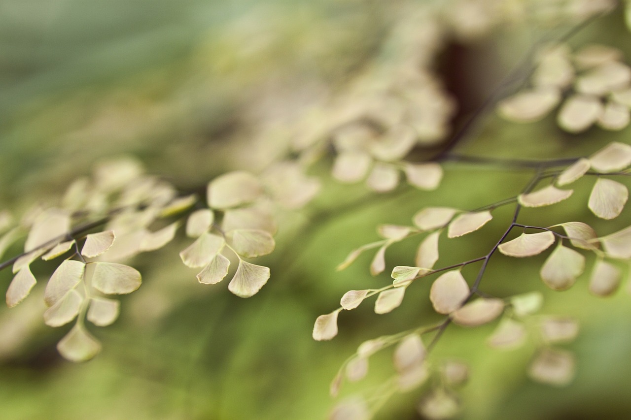 leaves plant macro free photo