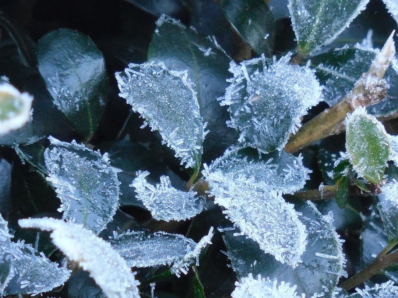 leaves frost nature free photo