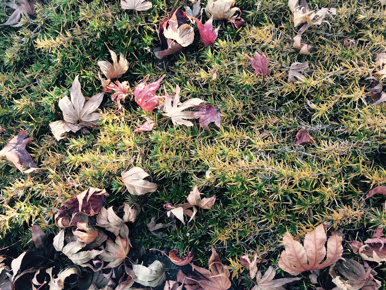 leaves autumn autumn leaves free photo