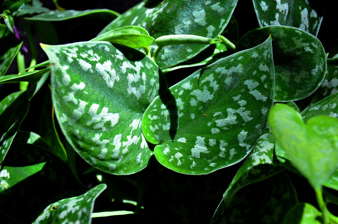 leaves green plant free photo