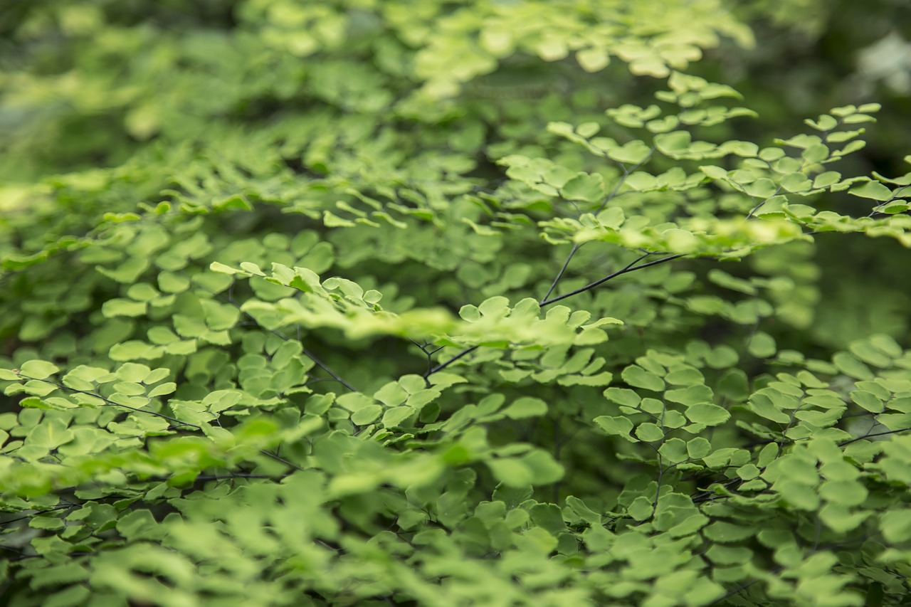 leaves macro detail free photo