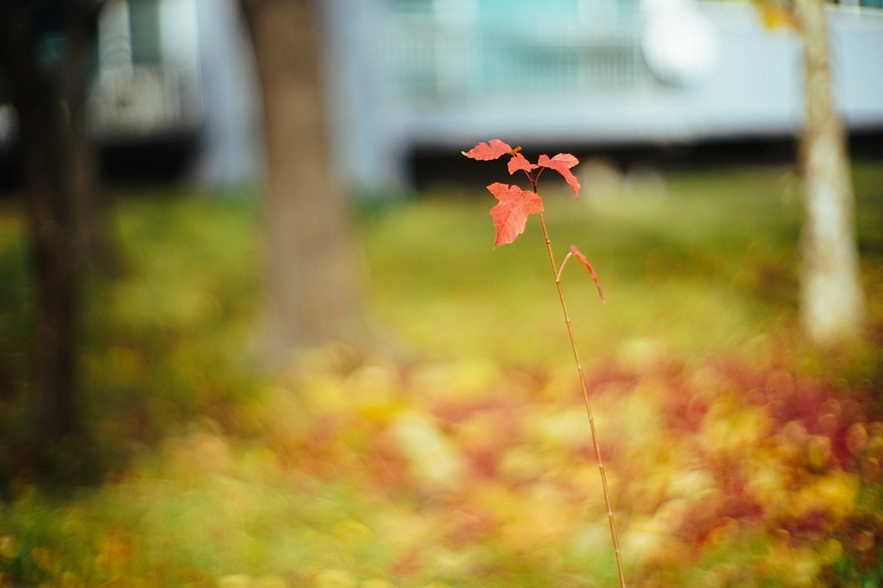 leaves autumn autumn leaves free photo