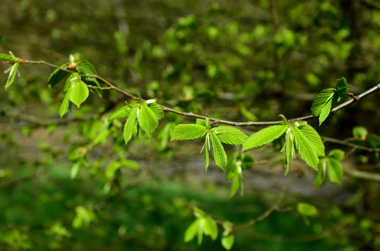 leaves young green green free photo