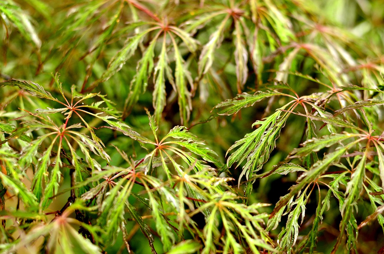 leaves texture backdrop free photo