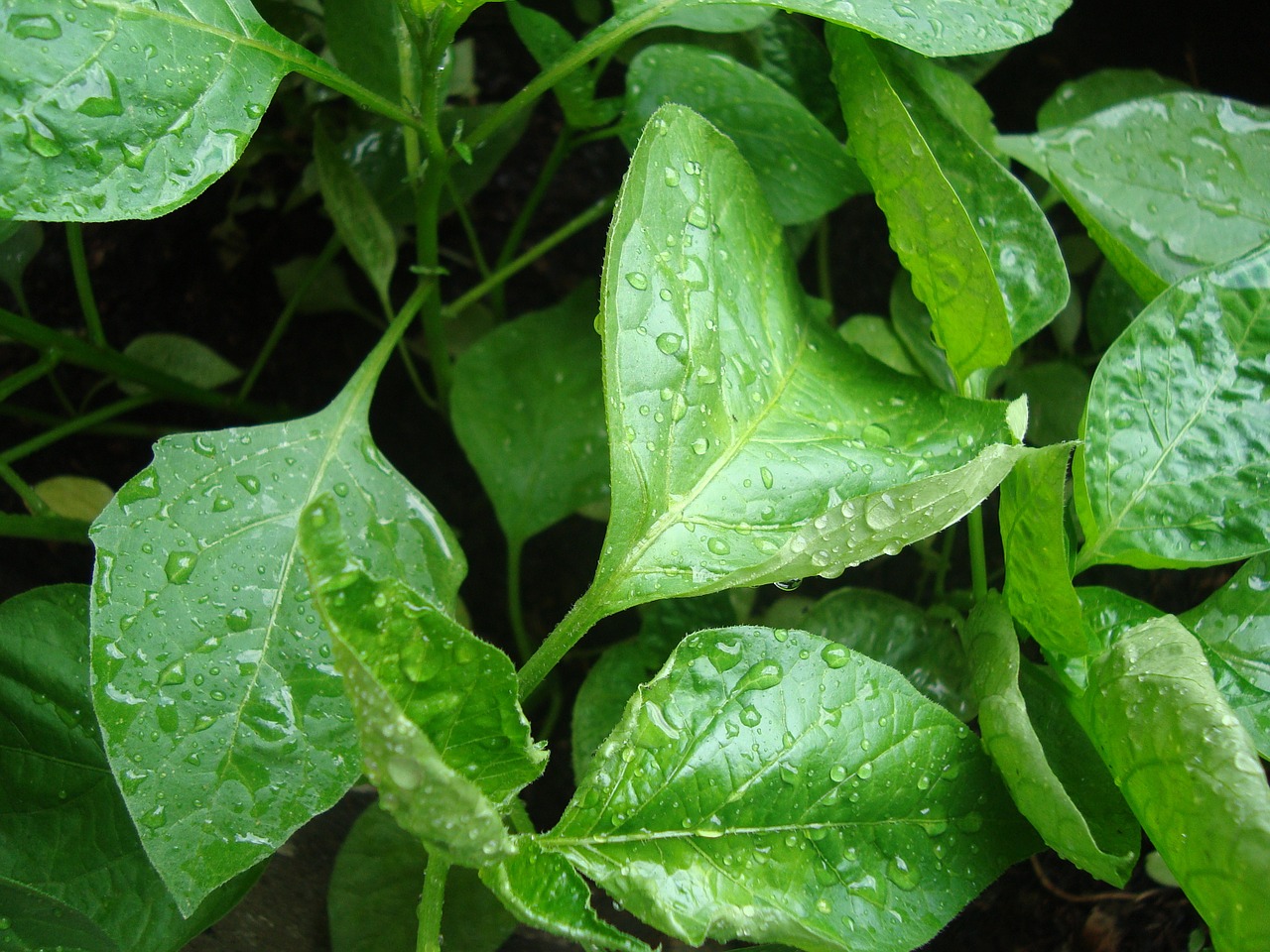 leaves rocio plants free photo