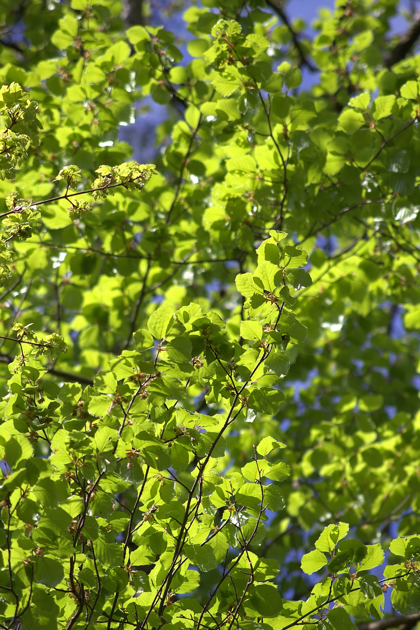 leaves green spring free photo