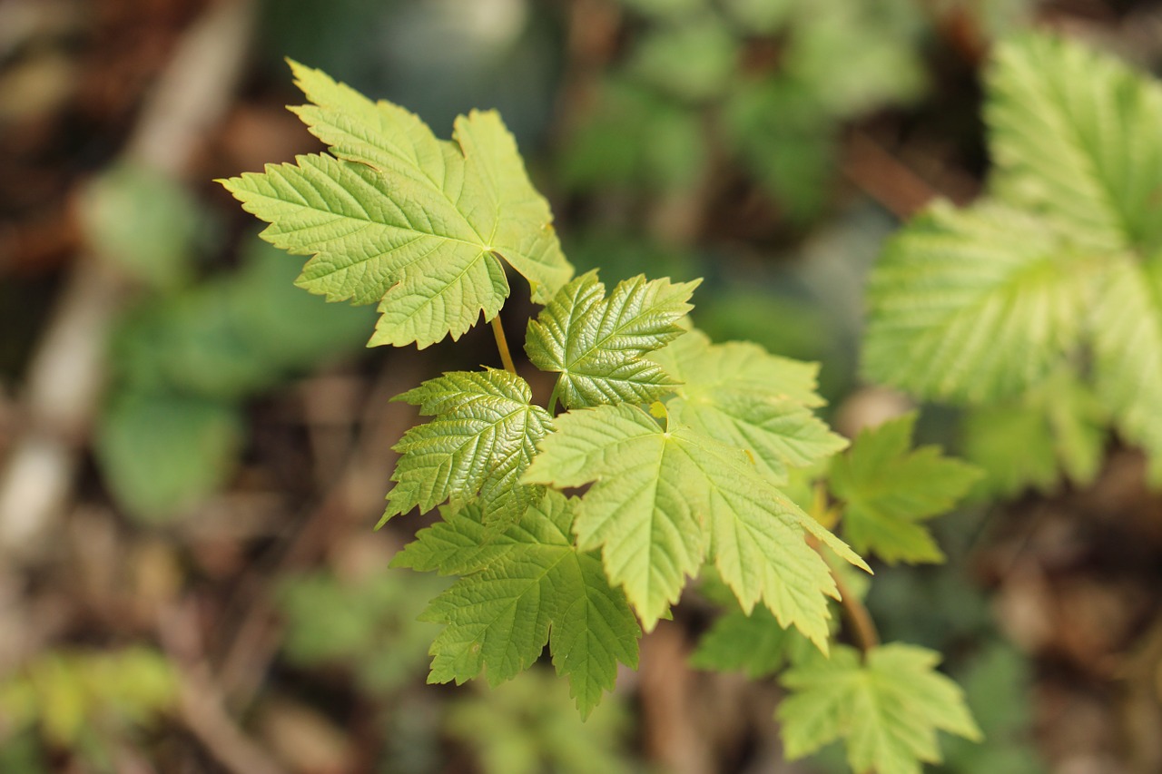 leaves green nature free photo