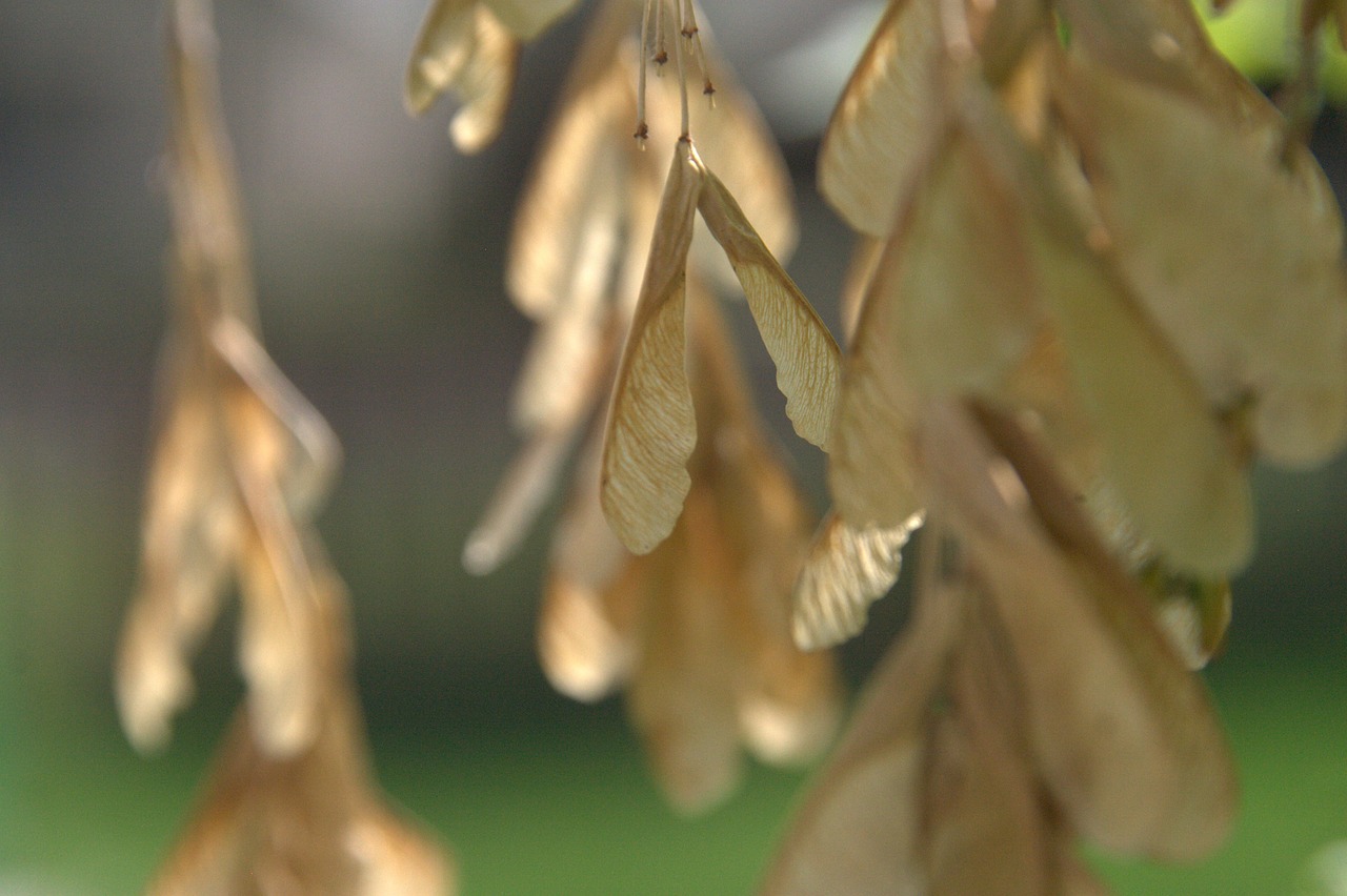 leaves nature natural free photo