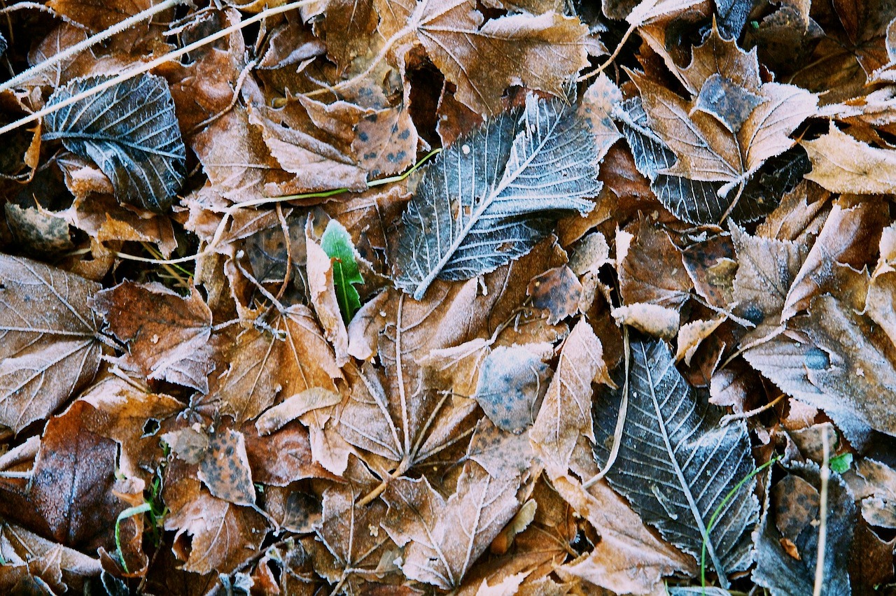 leaves ground frozen free photo