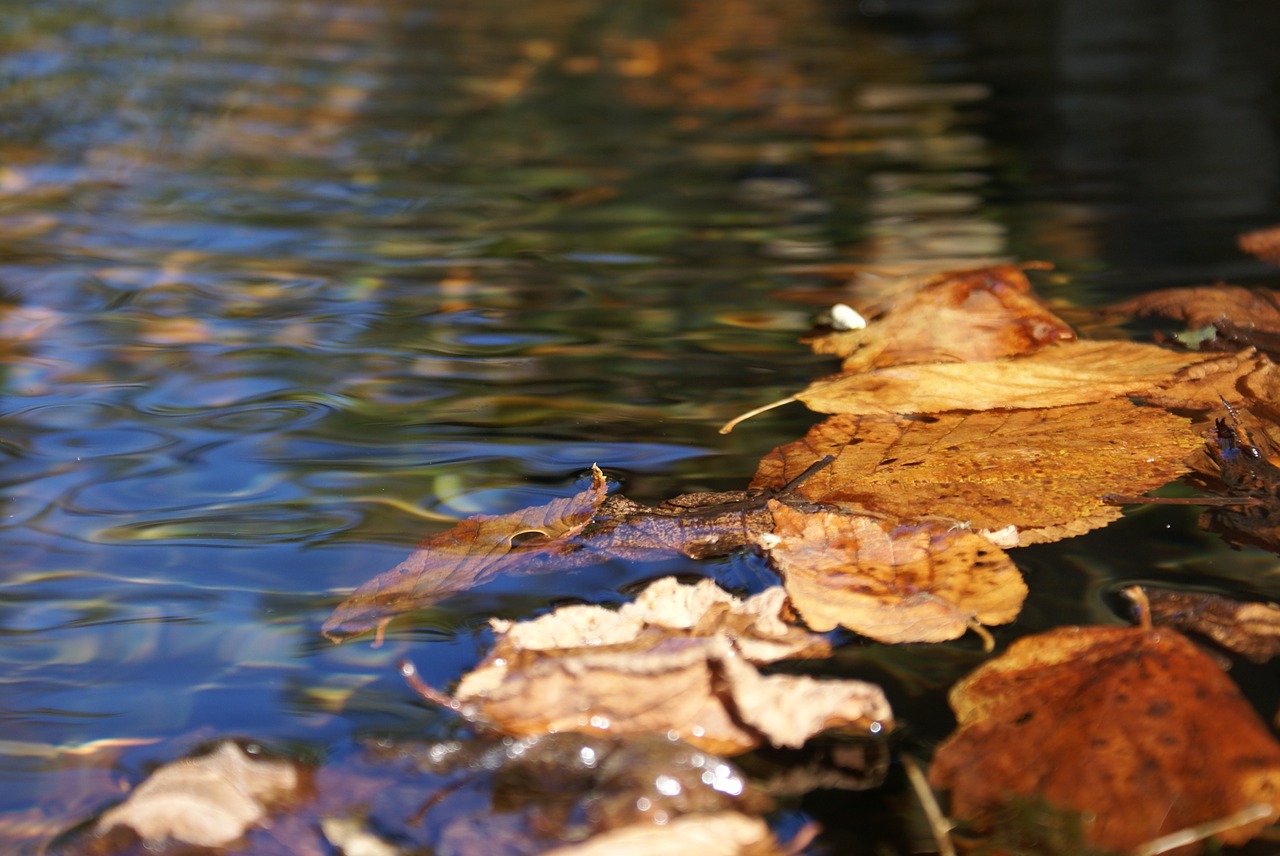 leaves water autumn free photo