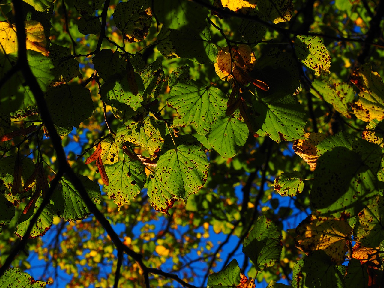 leaves autumn sunny free photo