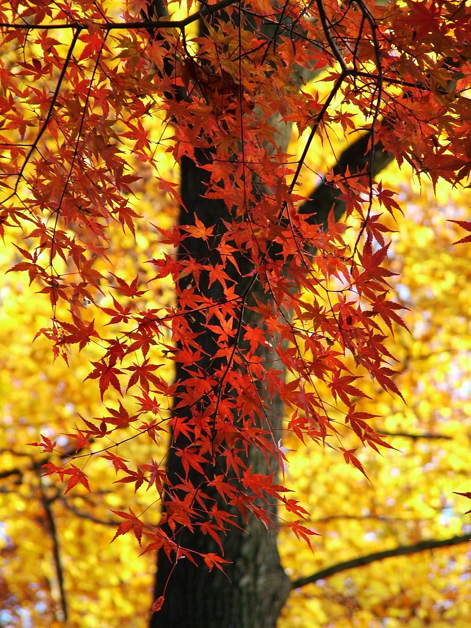 leaves colorful autumn free photo