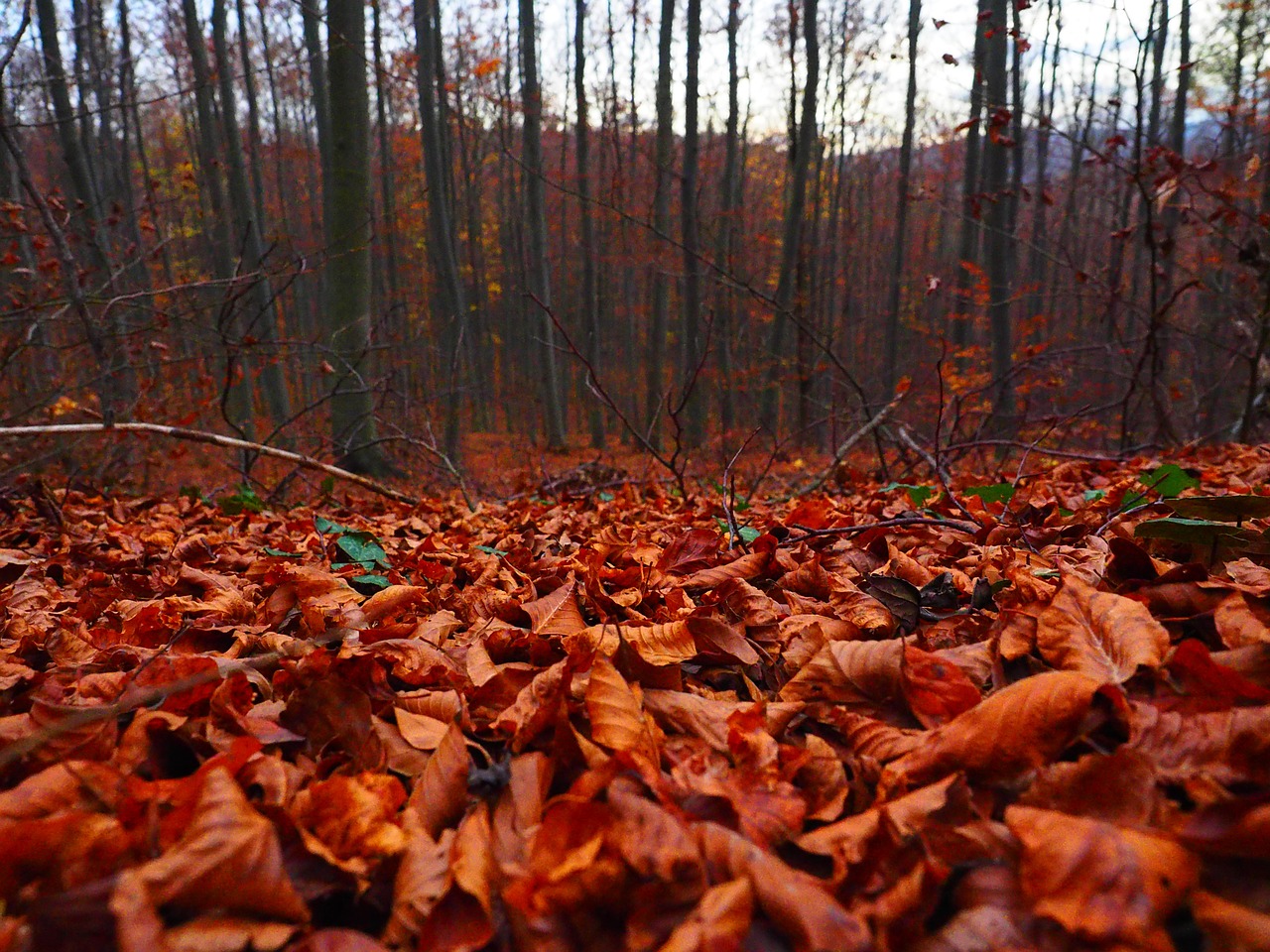 leaves forest autumn free photo