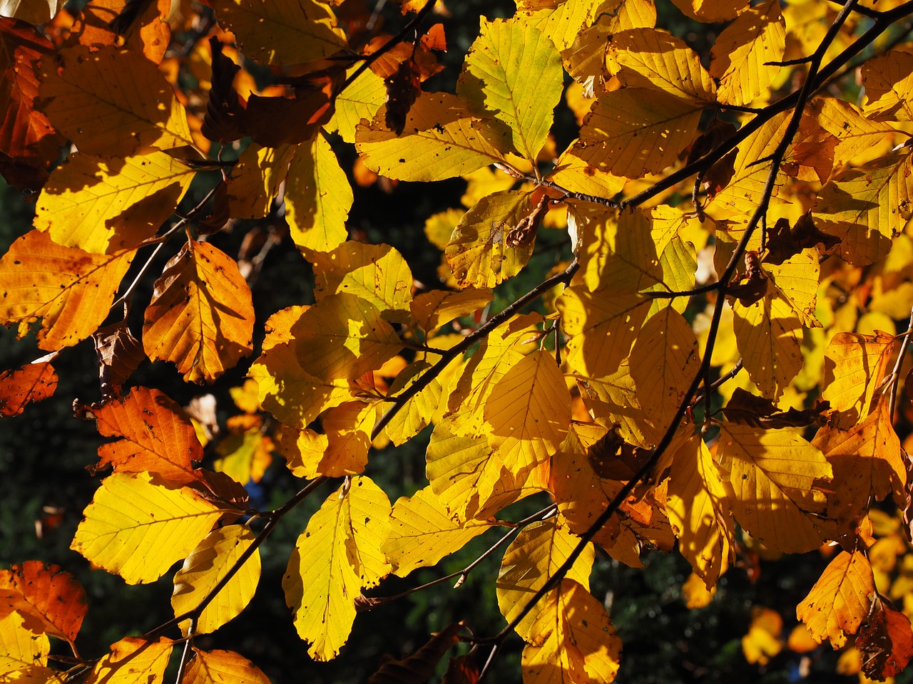 leaves fall foliage golden free photo