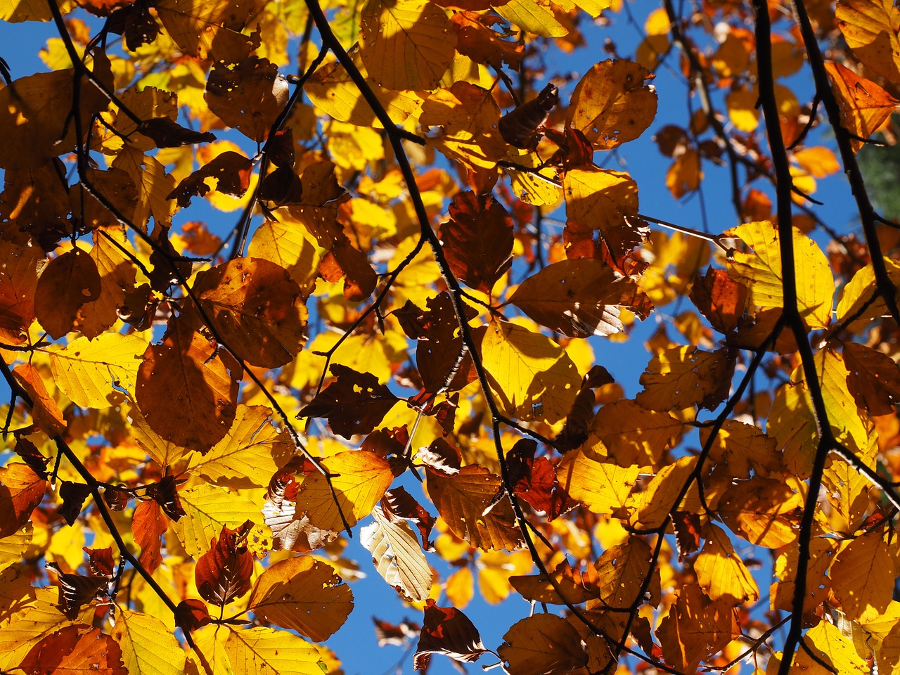 leaves fall foliage golden free photo