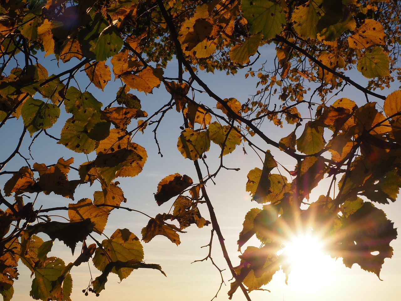 leaves sun sonnenstern free photo