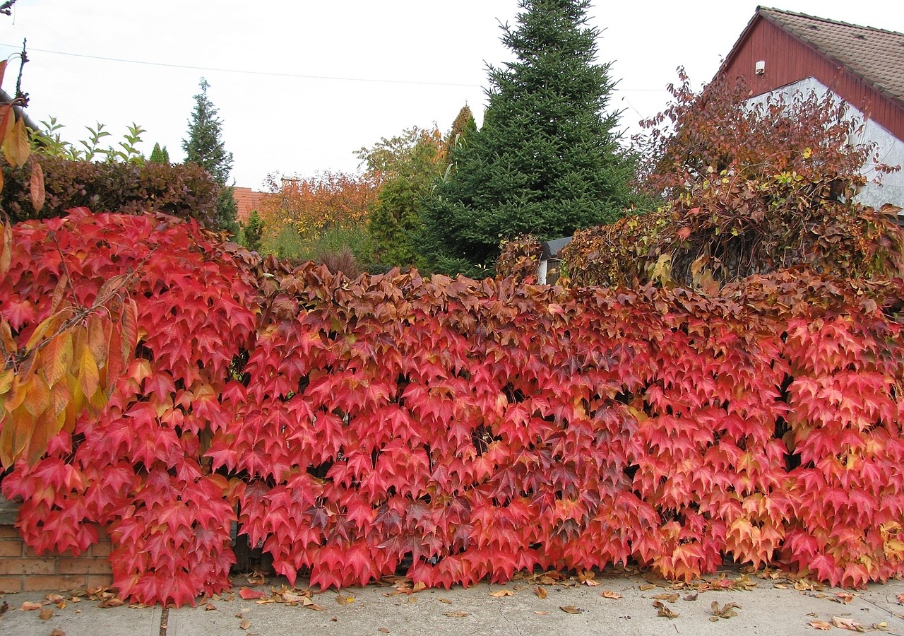 leaves autumn red free photo