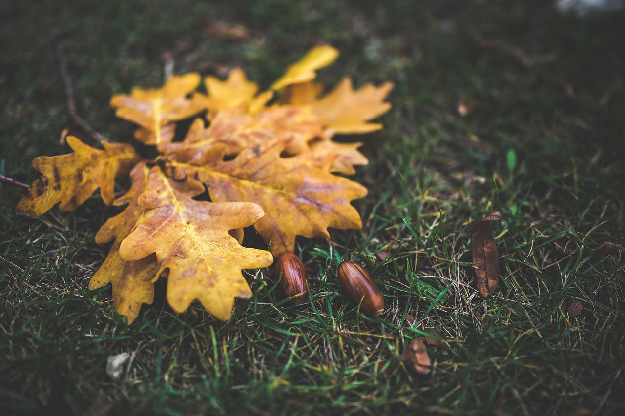 leaves leaf oak free photo