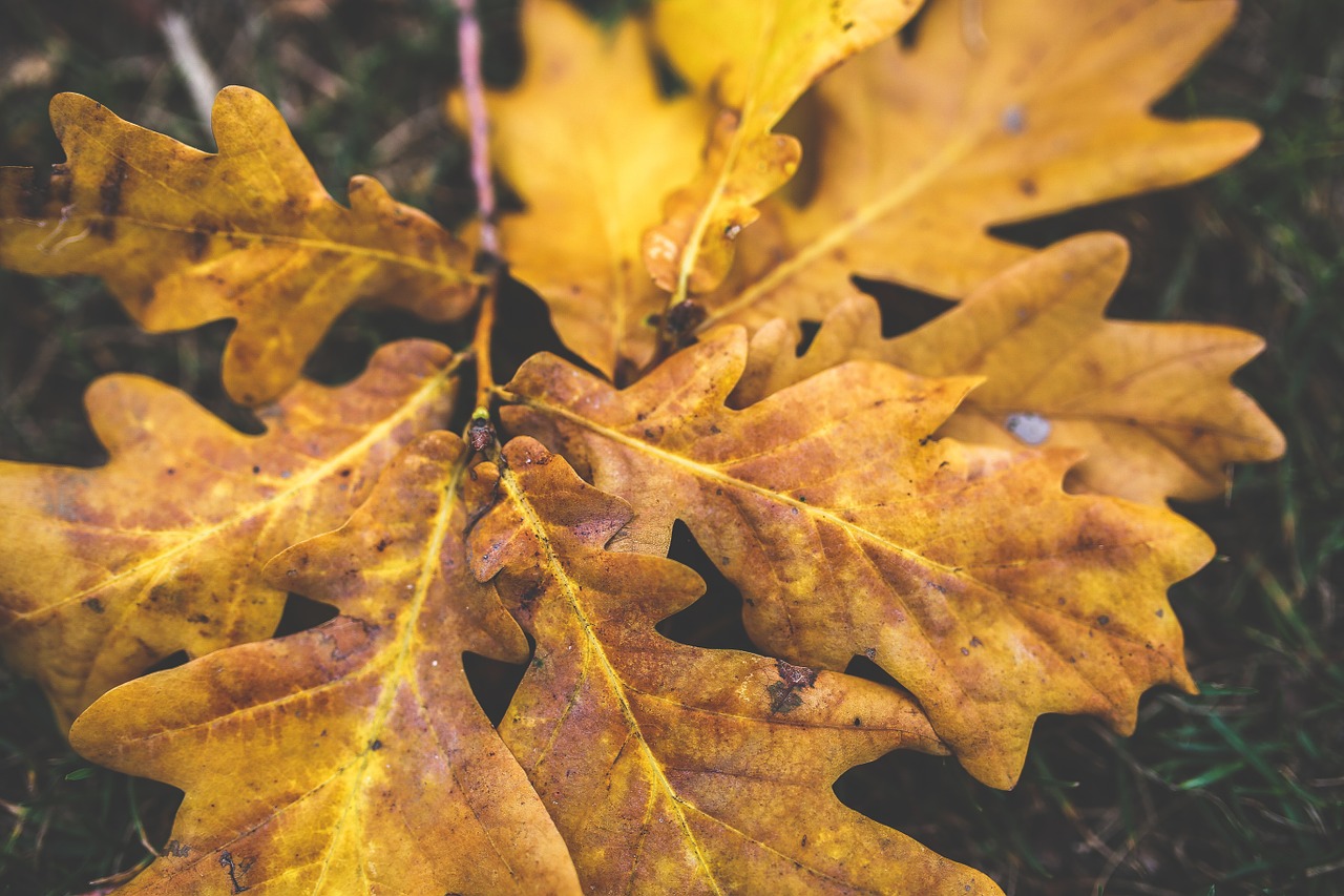 leaves leaf autumn free photo