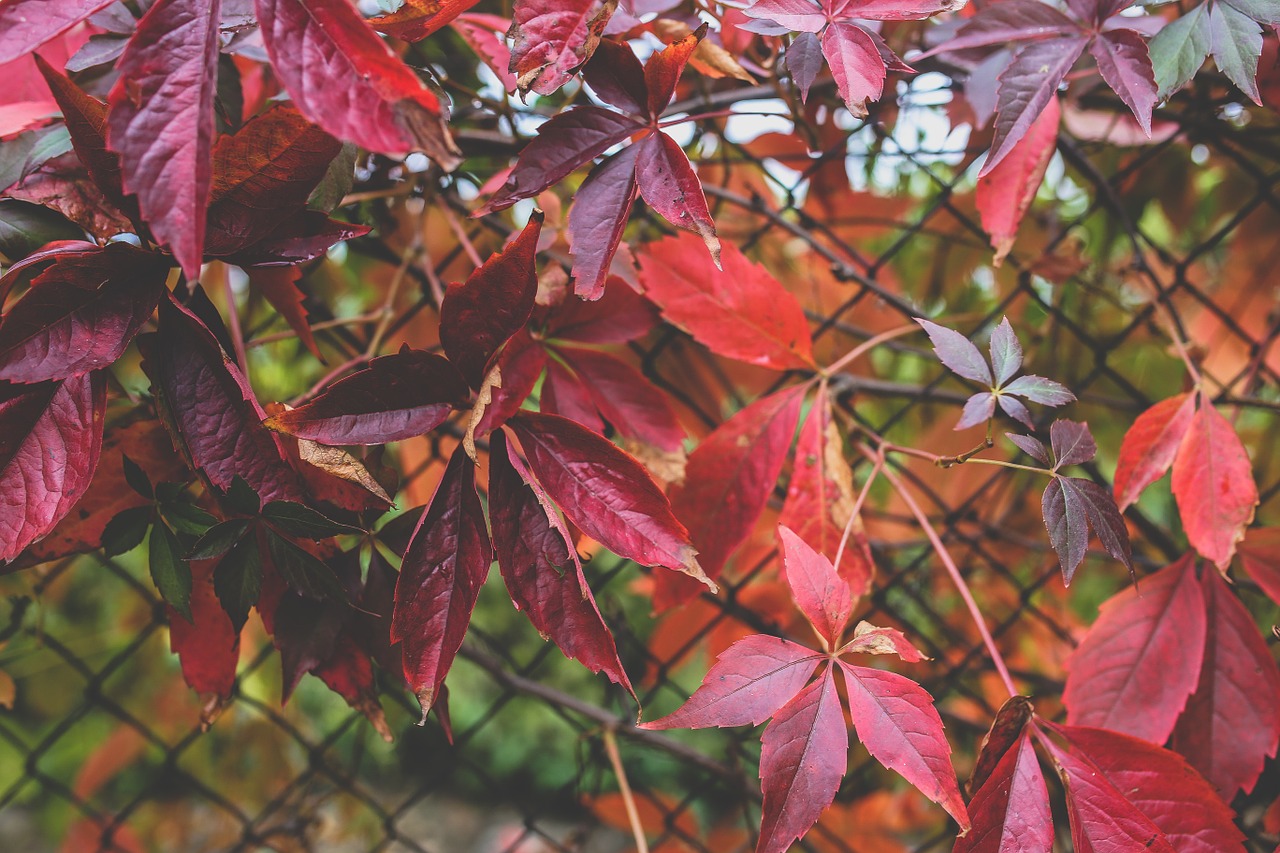 leaves red autumn free photo