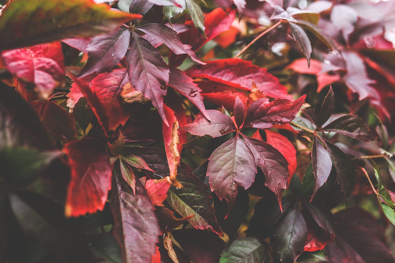 leaves red autumn free photo