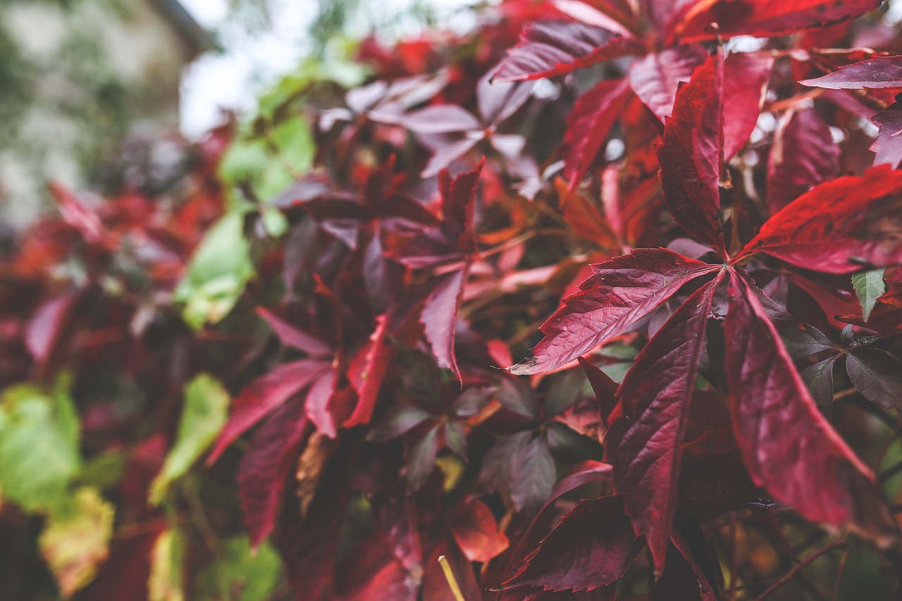 leaves red leaf free photo