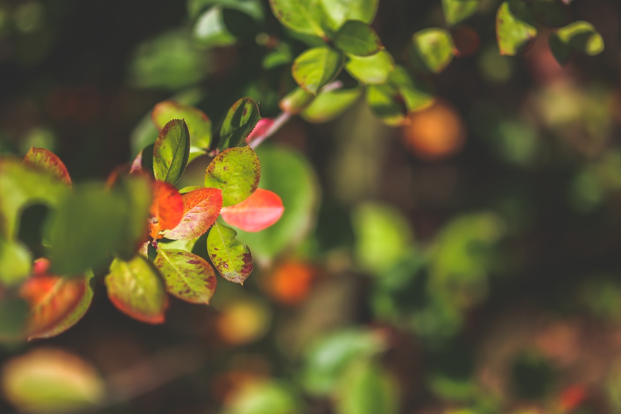 leaves autumn little free photo