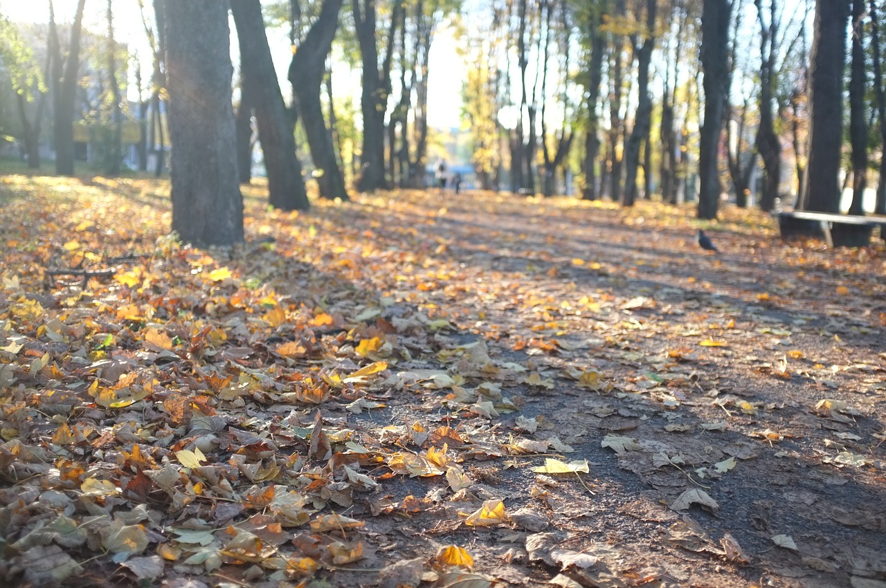 leaves trees autumn free photo