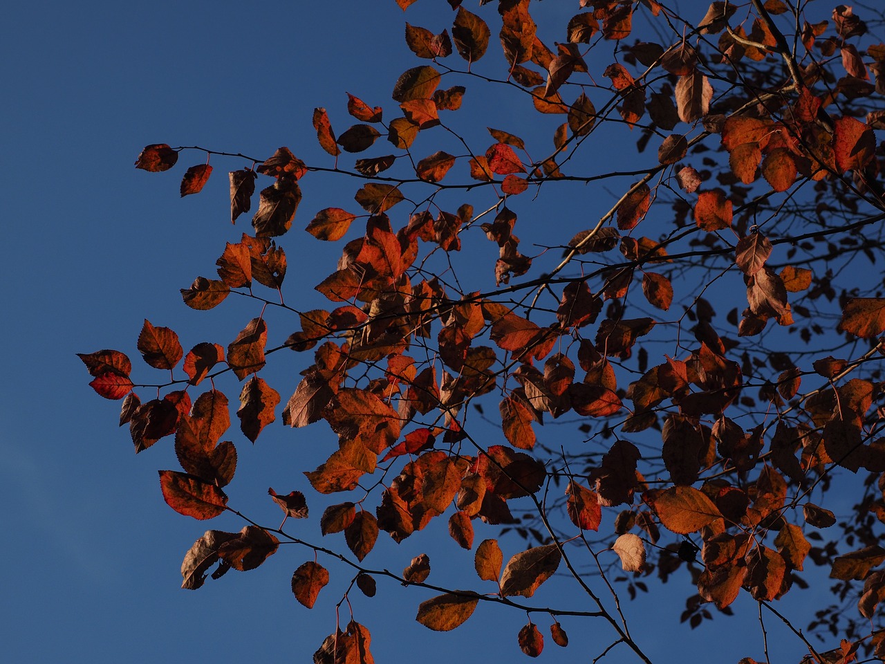 leaves red autumn free photo