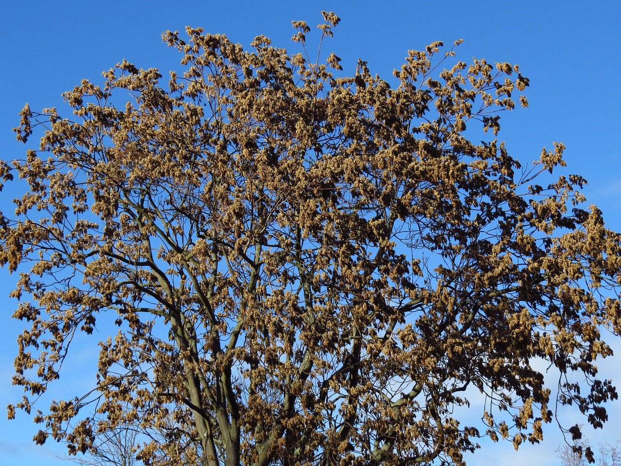 leaves tree winter free photo