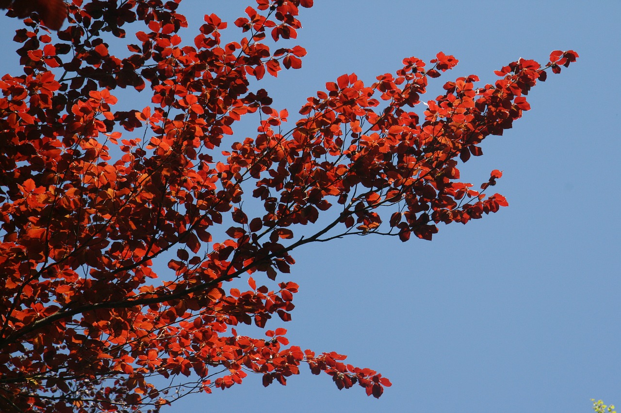 leaves red tree free photo