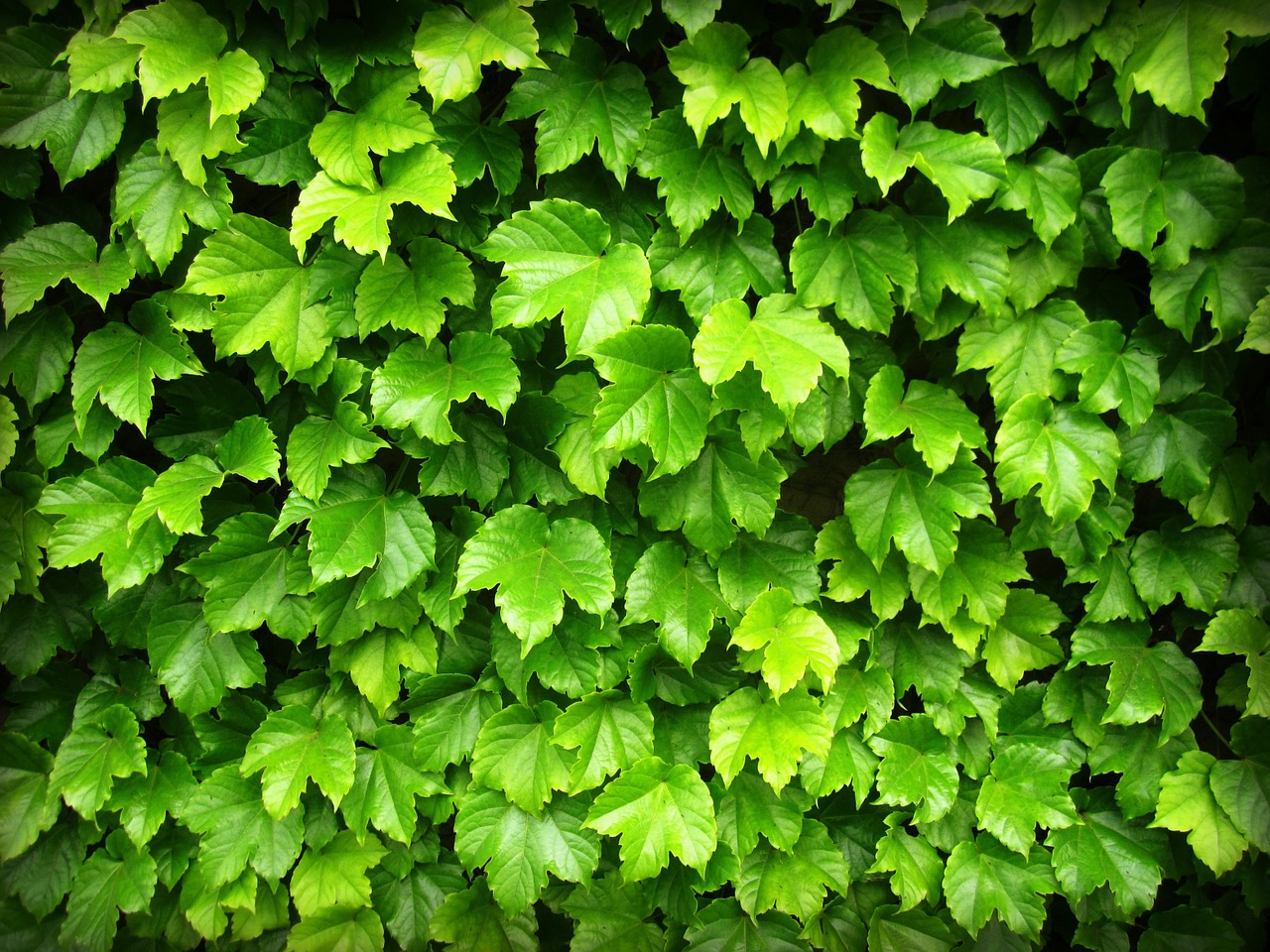 leaves green grape free photo