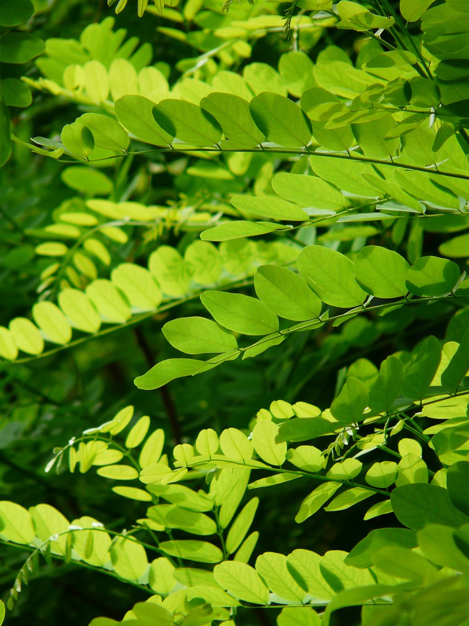 leaves green common maple free photo