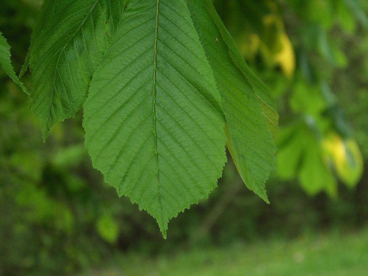 leaves beech forest free photo