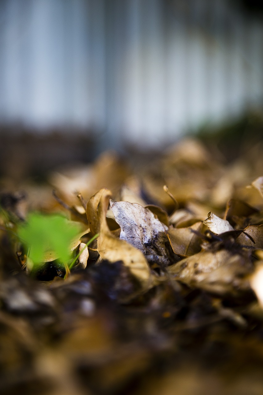 leaves leaf autumn free photo