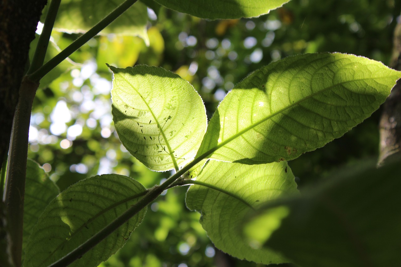 leaves sun life free photo