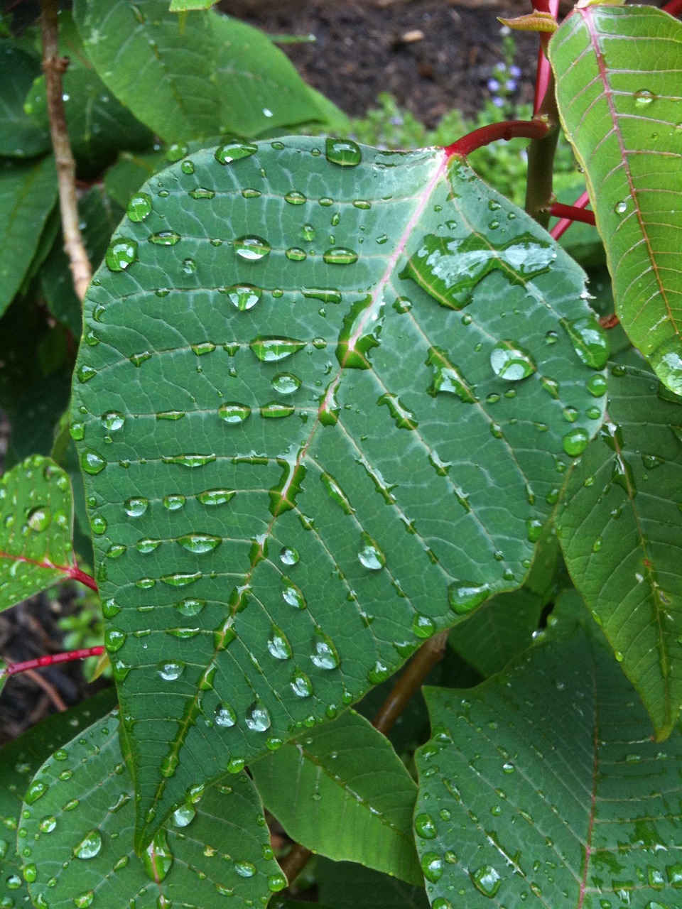 leaves droplets nature free photo