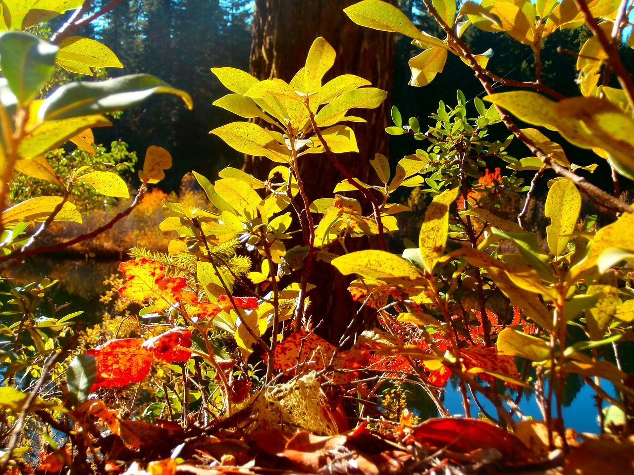 leaves fall foliage free photo