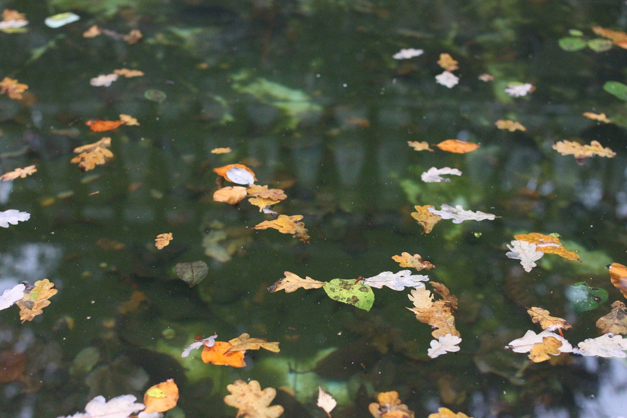 leaves pond water free photo