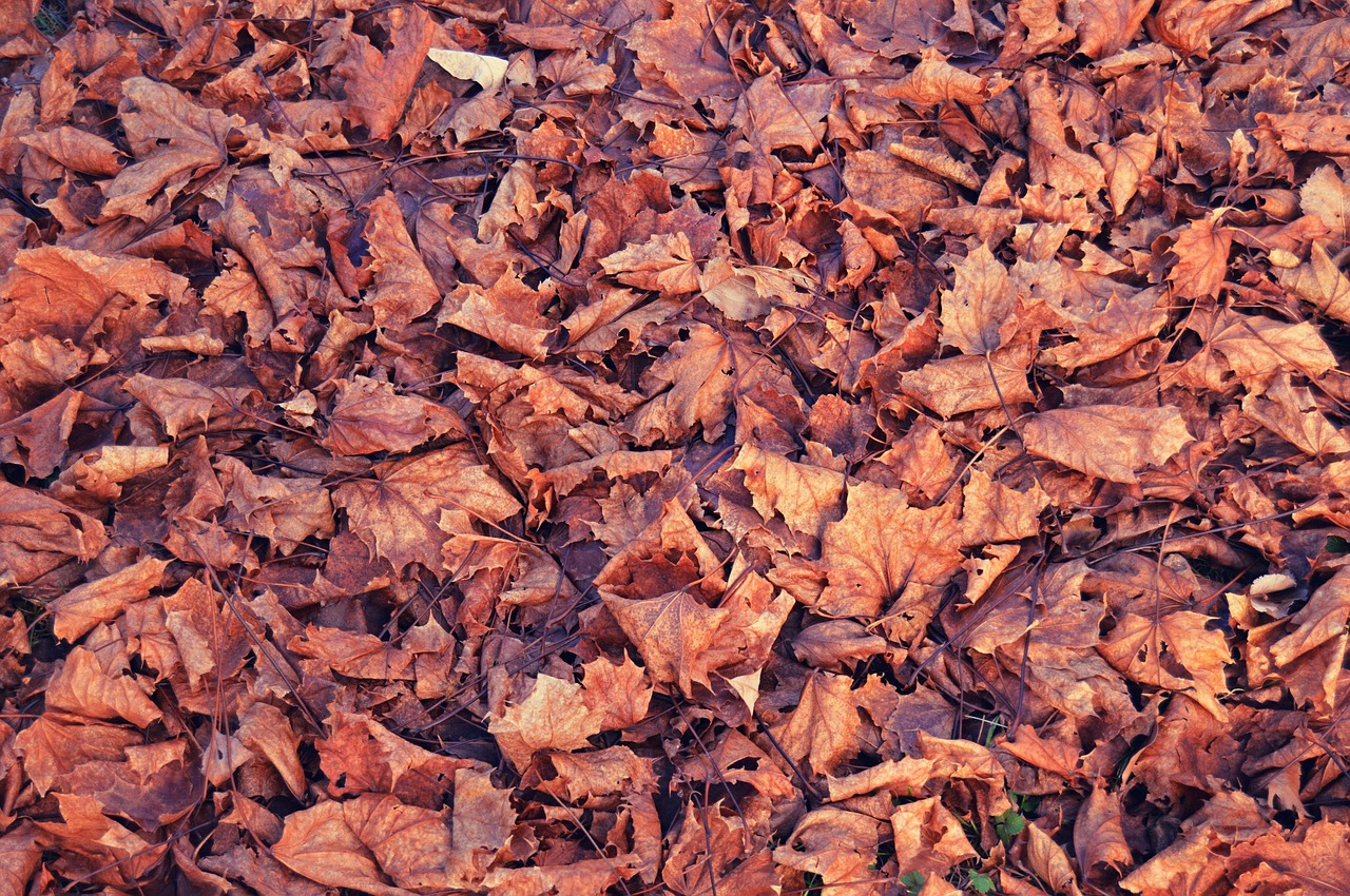 leaves fall season free photo