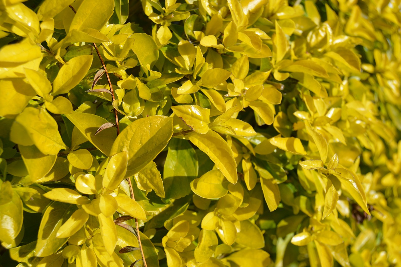 leaves bush green free photo