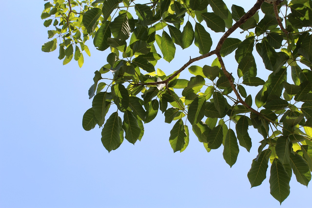 leaves tree branches free photo