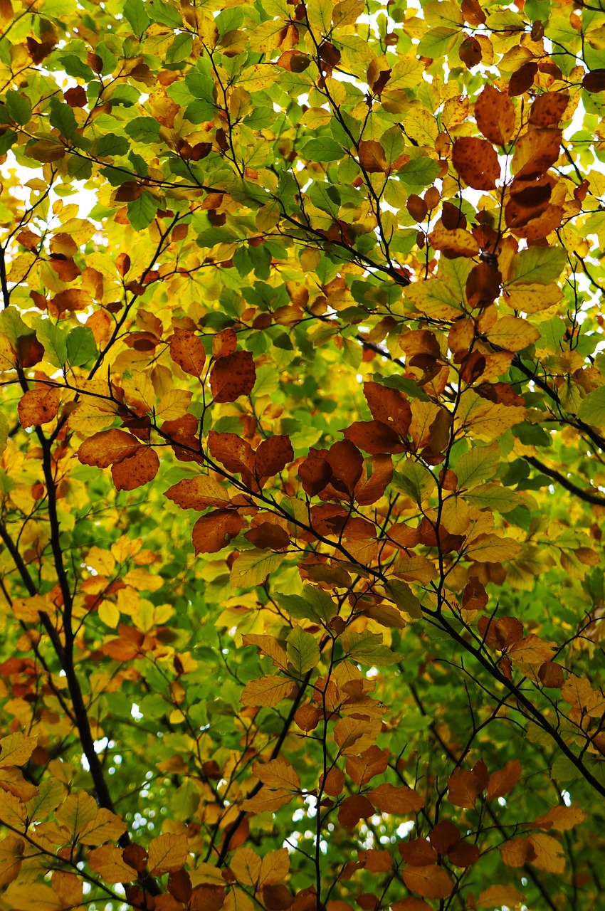 leaves background autumn free photo