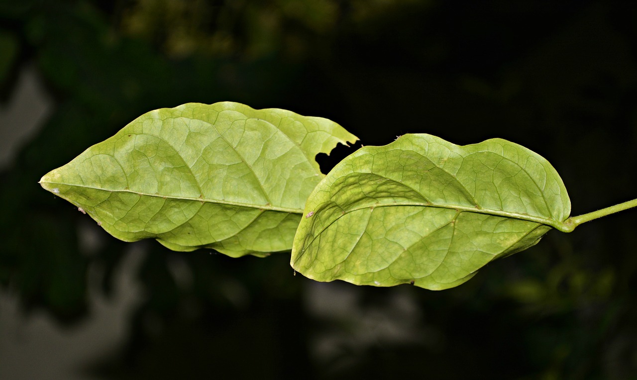 leaves fresh green free photo