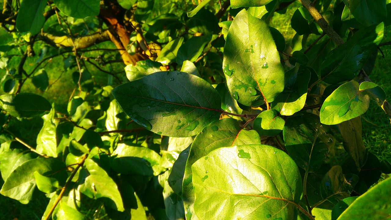 leaves plants green free photo