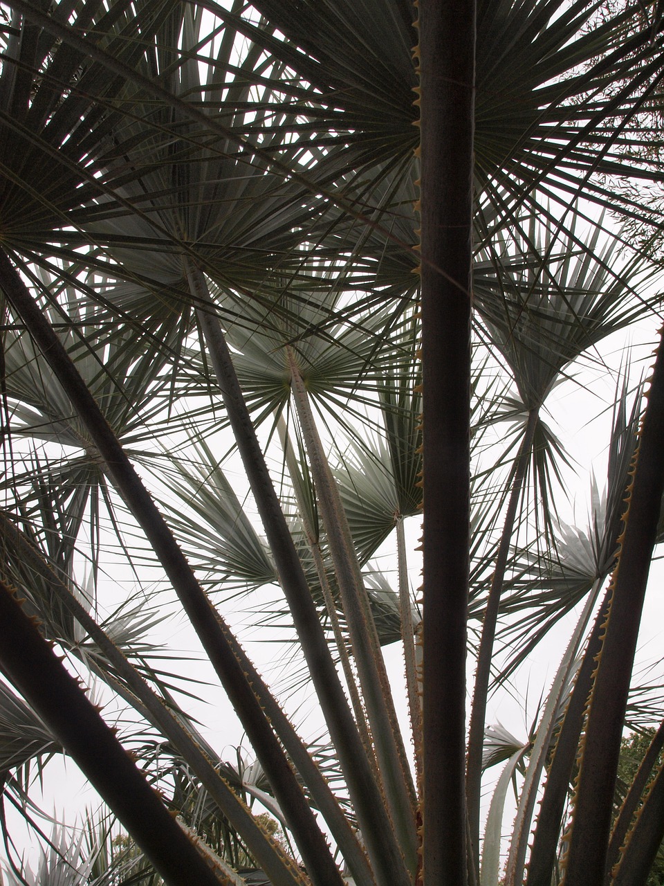 leaves palm palm tree free photo