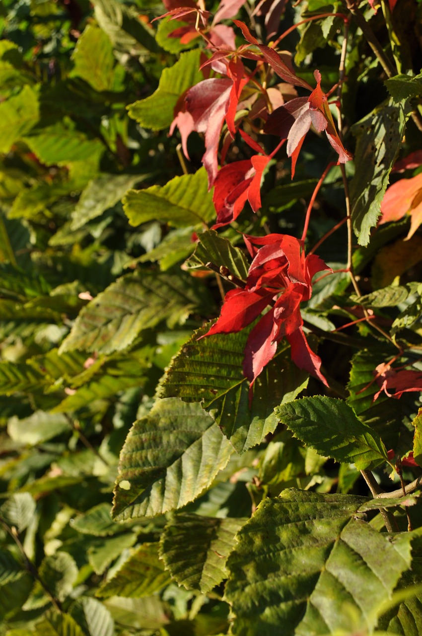 leaves plant fall foliage free photo