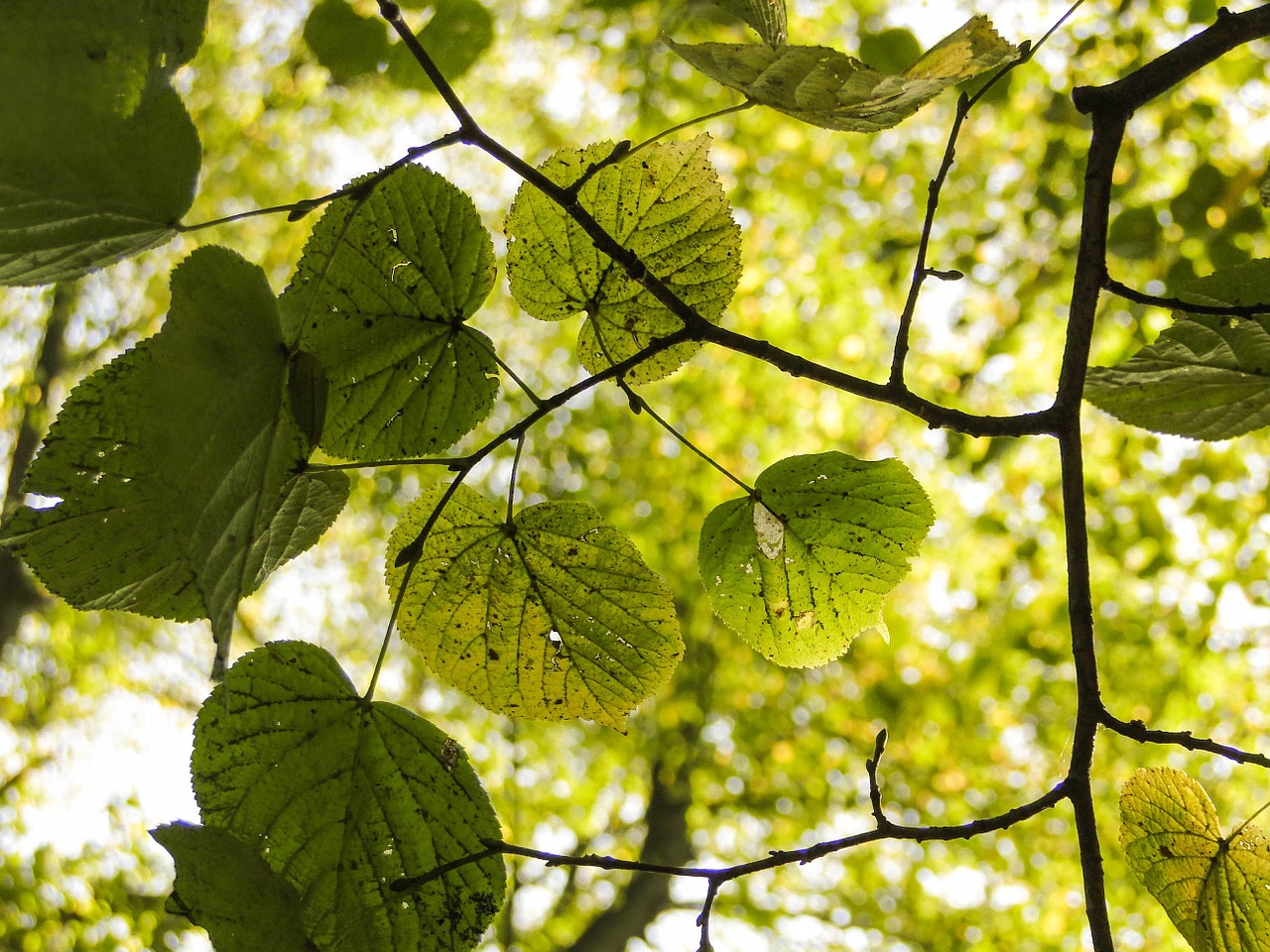 leaves branches green free photo